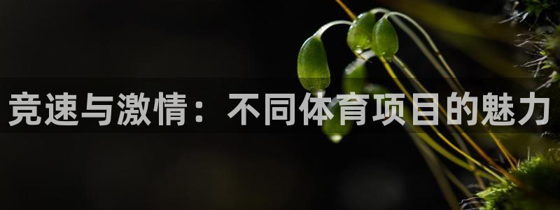 球速体育：竞速与激情：不同体育项目的魅力
